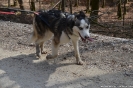 20190331_FAKT_HuskyTrekking_1