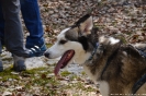 20190331_FAKT_HuskyTrekking_4